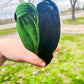 Thick Solid Headband