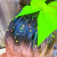 Candy Shimmer