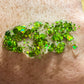 Holo Lime